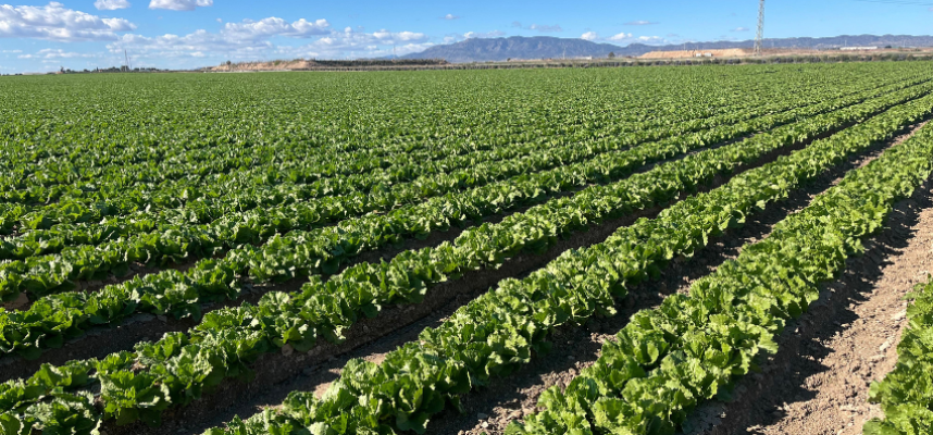 campo-lechuga
