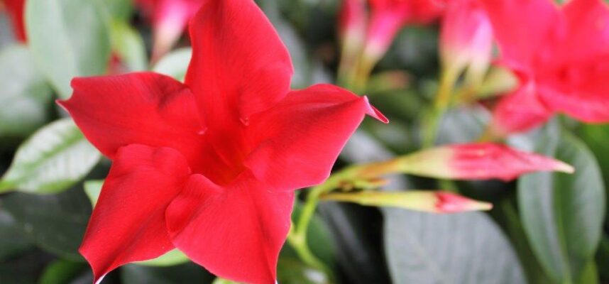 flor y planta