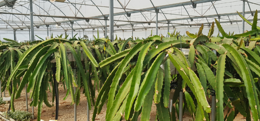 pitaya-las-palmerillas