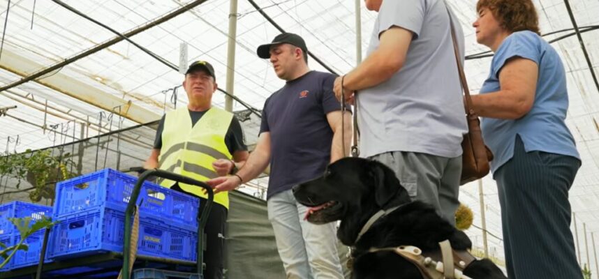 ONCE-LQA