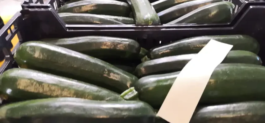 Calabacin-1024x578-1